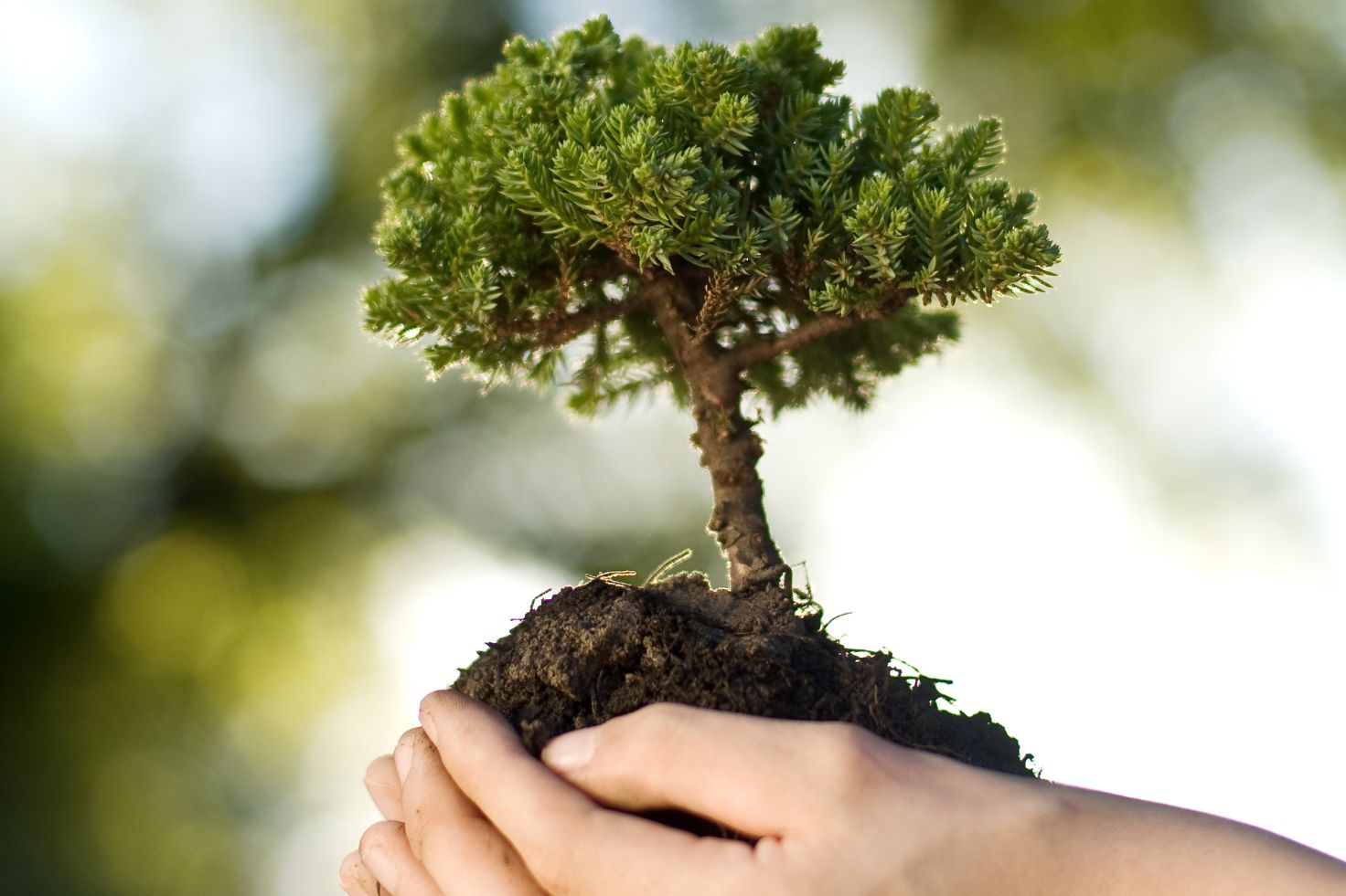 Cuidar un árbol también es saber cuándo no podarlo