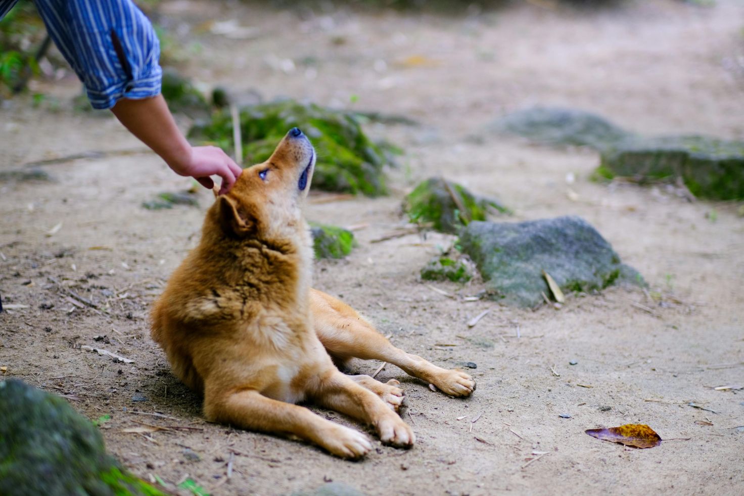Encontré un animal abandonado, ¿qué puedo hacer?